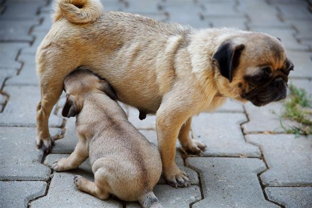 Cute Puppy Suckling Their Mother