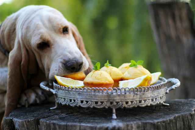 Dog He Takes The Muffins