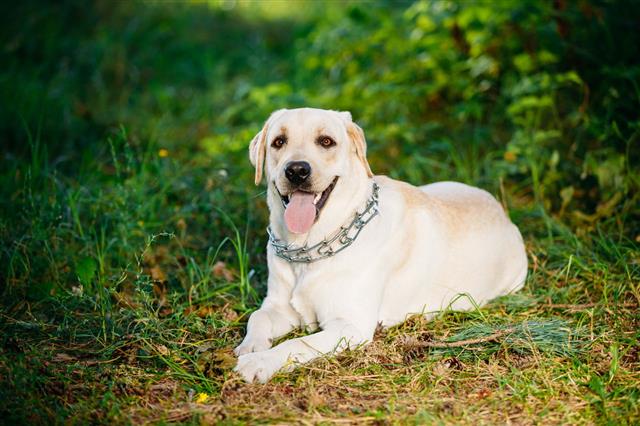 Labrador Retriever Dog Sitting In Grass