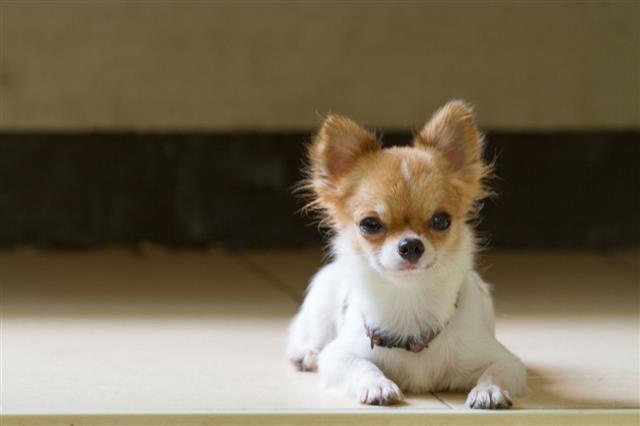 Chihuahua Puppy Dog