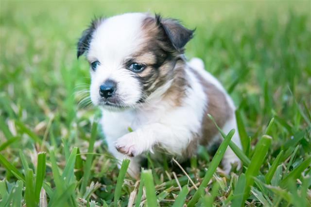 Puppy Walking In Grass