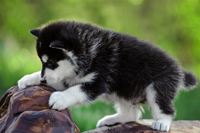 Alaskan Malamute Puppy