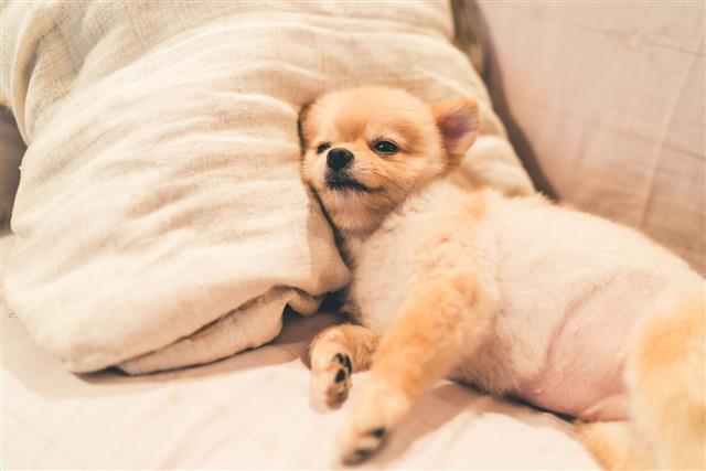 Cute Pomeranian Dog Sleeping