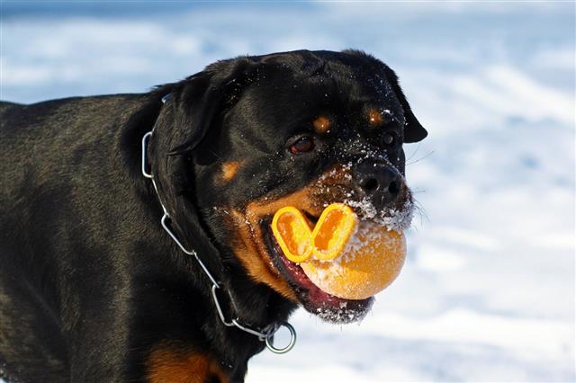 Rottweiler Playing With Ball
