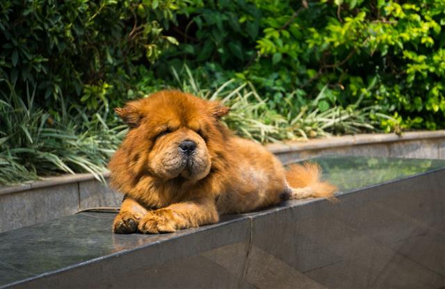 Chow Chow Looking Like A Lion