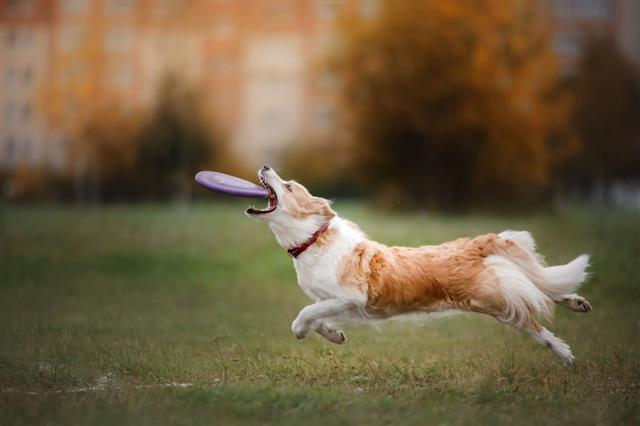 Border Collie Catches A Flying Disc