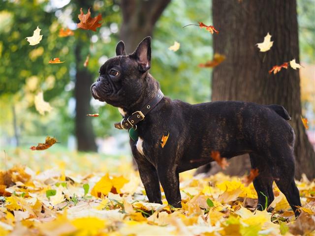 Black Dog In A Park