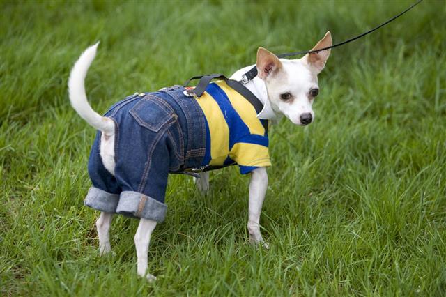 Chihuahua And Jeans