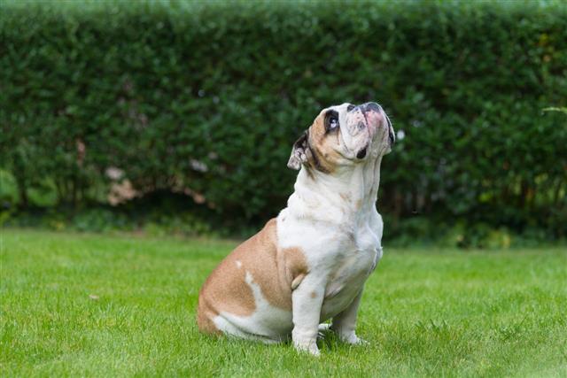 Big Bulldog On Green Lawn