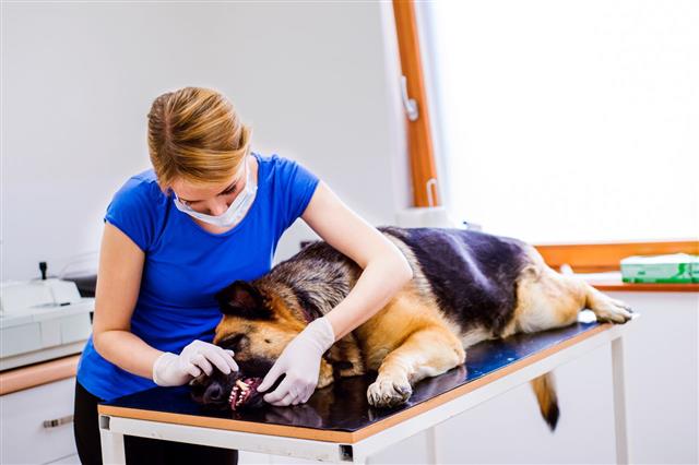 Veterinarian Examining German Shepherd Dog