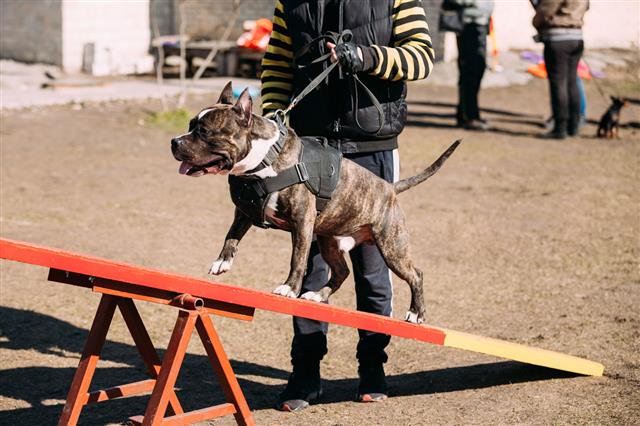 American Staffordshire Terrier On Training