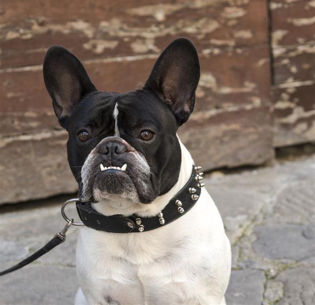 French Bulldog Adult With Collar