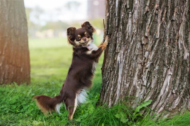 Chihuahua Dog Standing On A Tree