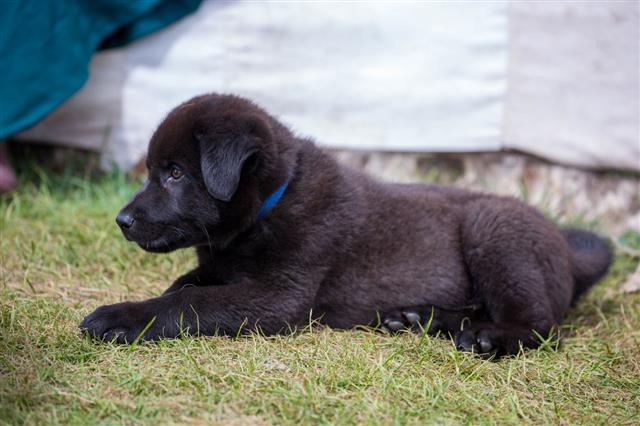 Puppy At A Nomadic Camp