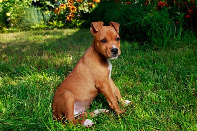 Puppy Breed American Staffordshire Terrier