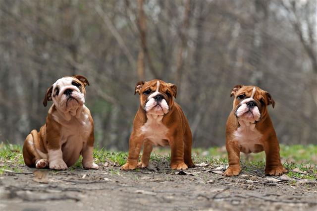 English Bulldog Puppies In The Woods