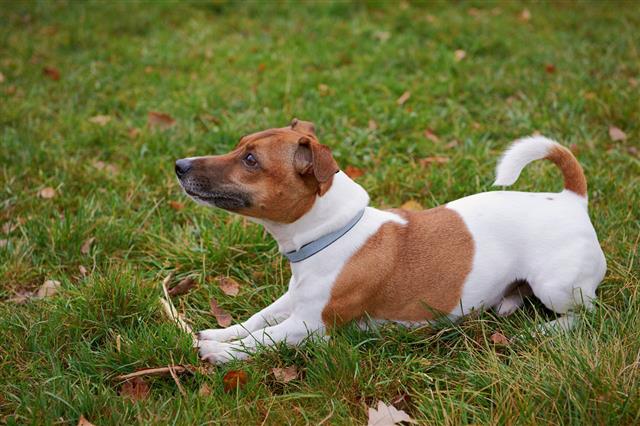 Jack Russell Terrier Dog Lying In Park