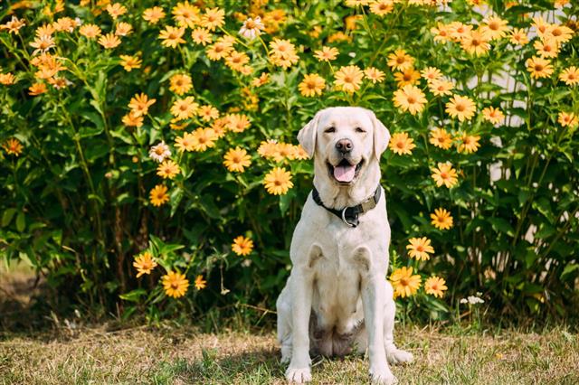Golden Labrador Adult Female Dog