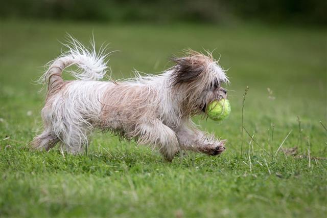 Shih Tzu Playing In The Park