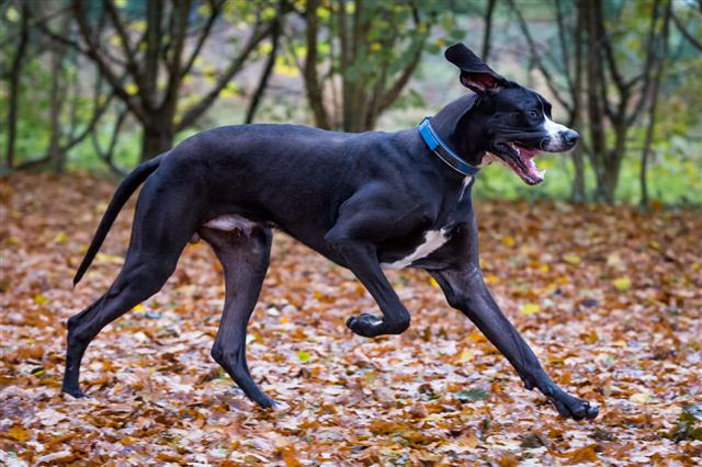 Great Dane Playing In Autumn