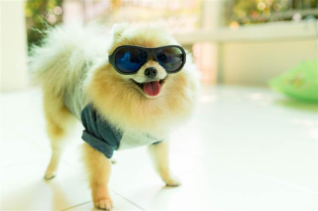 Dog Pomeranian Spitz Wearing Glasses