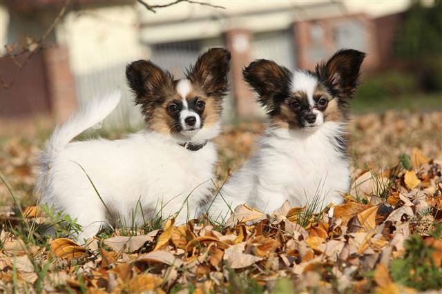 Amazing Paillon Puppies In Autumn