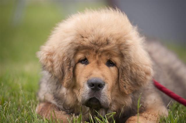Portrait Of Tibetan Mastiff Puppy