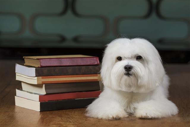 Maltese Dog With Books