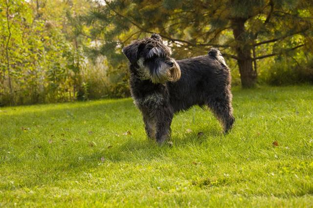 Delicious Schnauzer Sitting On The Lawn