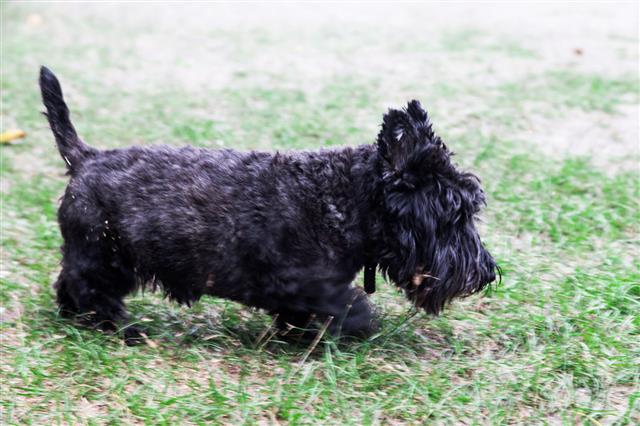 Black Scottish Terrier On Garden