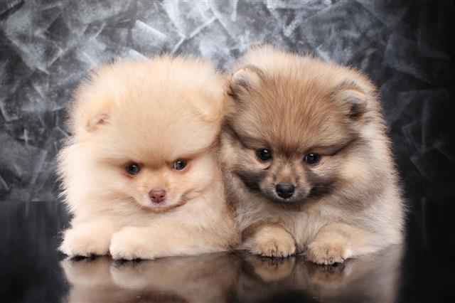 Two Little Pomeranian Spitz Puppies