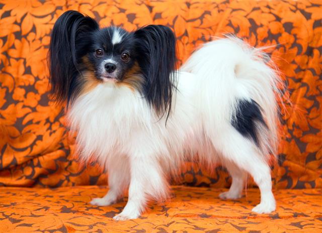 Portrait Of A Dog Breed Papillon