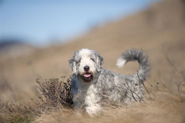 Bearded Collie In Dry Grass