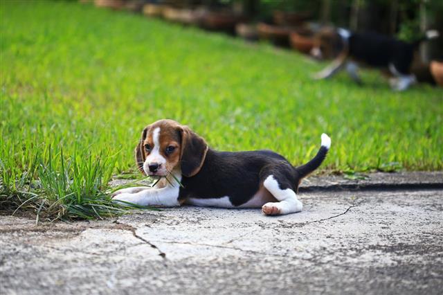 Cute Beagle Dog In Park