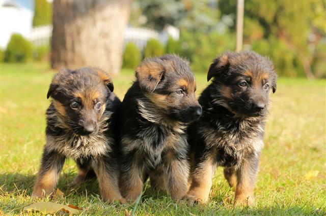 Three Sweet German Shepherd Puppy