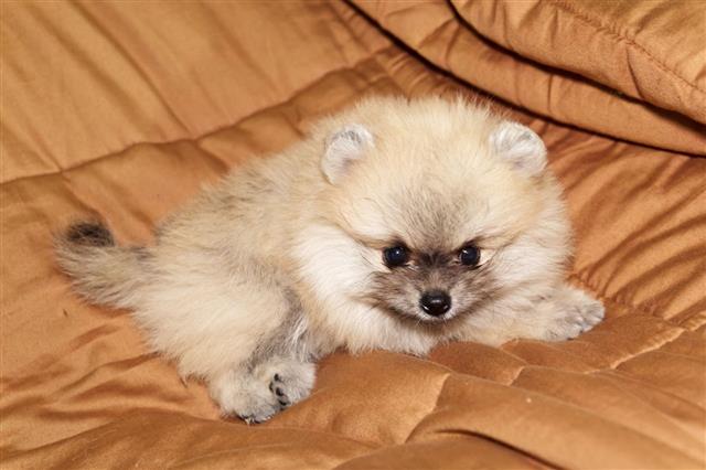 Little Cream Pomeranian