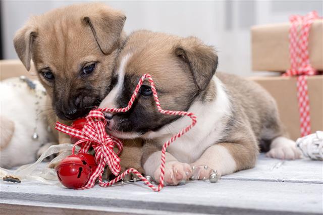 Puppies Playing With Christmas Toy