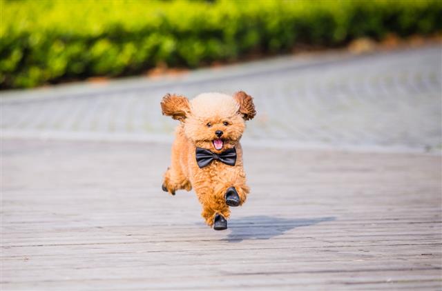 Toy Poodle Playing In A Park