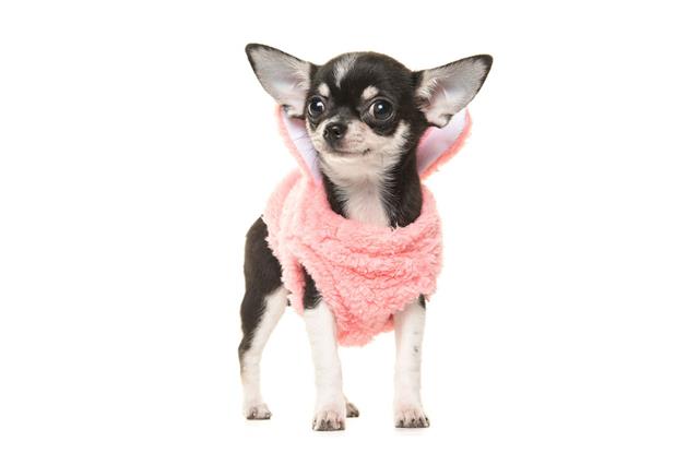 Chihuahua Puppy Wearing A Pink Sweater