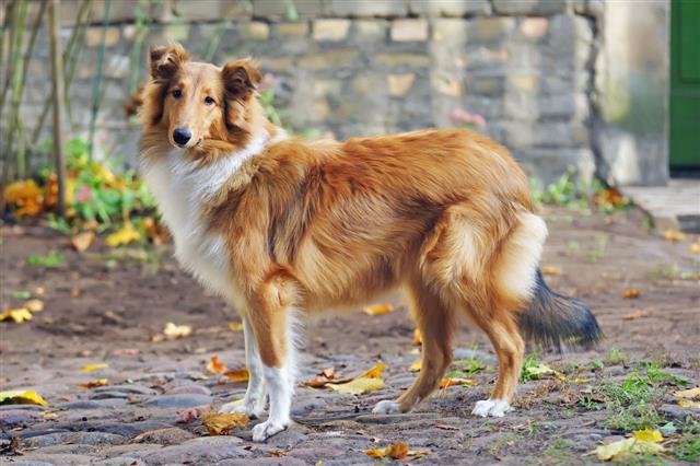 Collie Dog Standing Outdoors