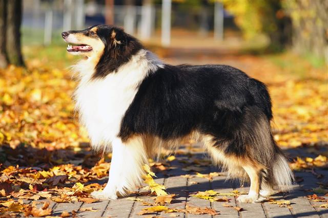 Rough Collie Dog Staying Outside