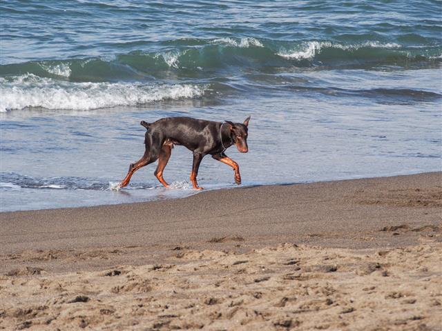 Doberman Walking On The Beach