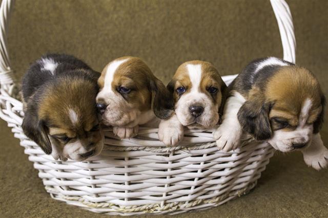 Four Beagle Puppies In A Basket