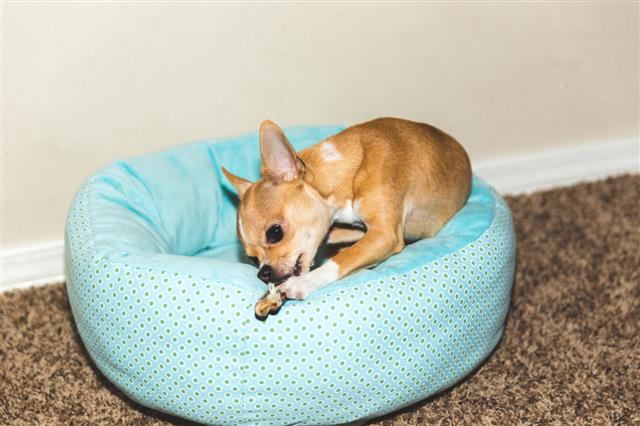 Chihuahua Puppy In Blue Dog Bed