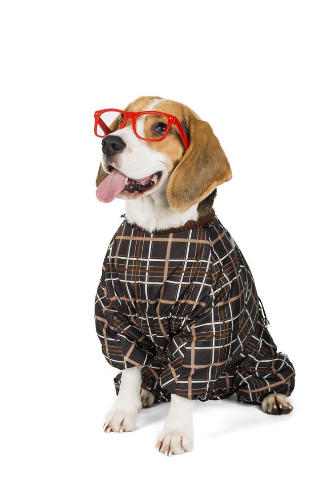 Dog Beagle In The Suit