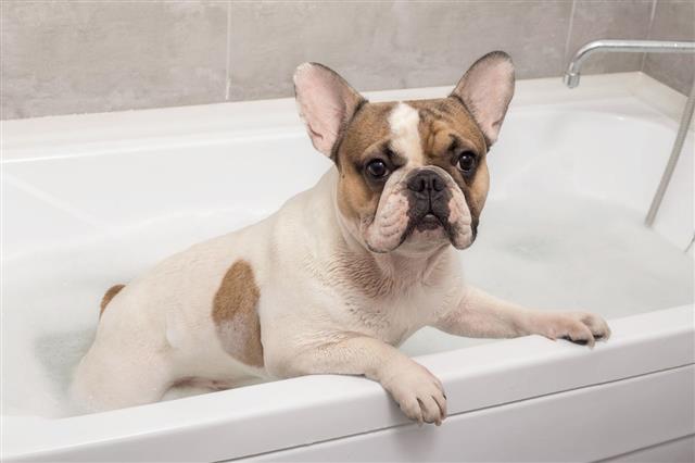 French Bulldog Takes A Bath