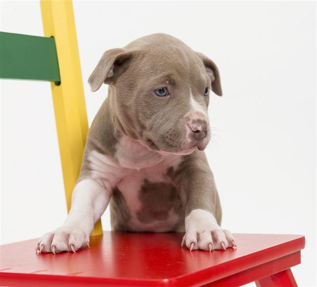 Pit Bull Puppy With Chair