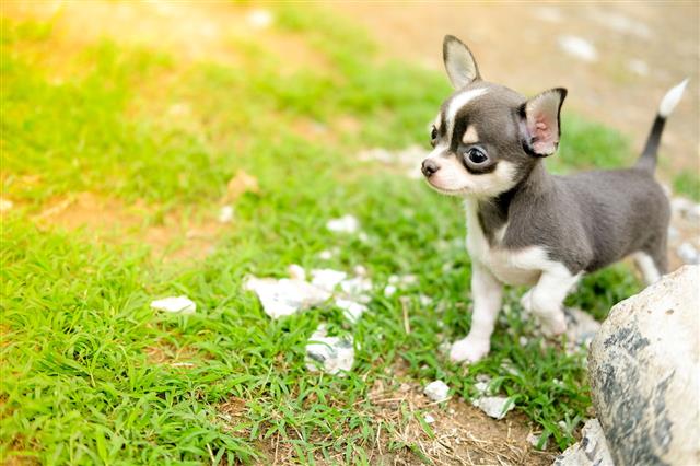 Chihuahua Standing On Grass Lawn