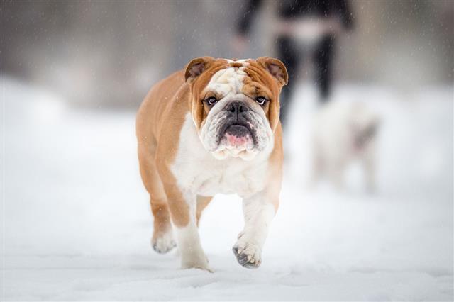 English Bulldog Walking On Winter Day