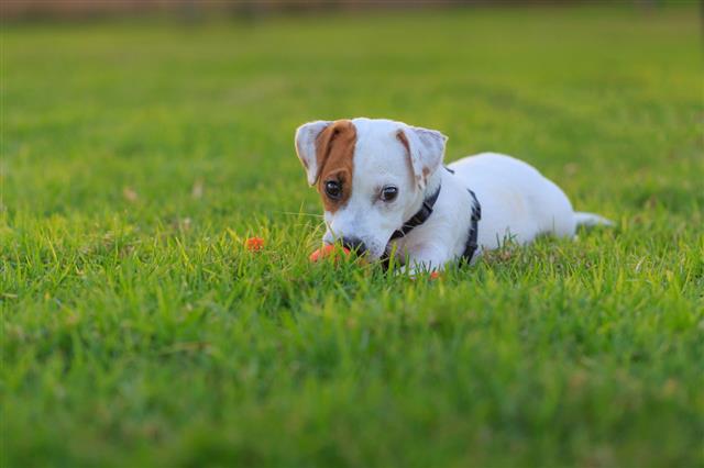 Jack Russell Terrier Puppy Playing